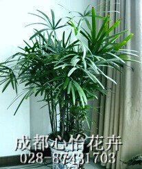 成都室內租植物品種